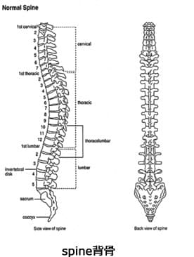人間の背骨は、24個の椎骨で形成され、横から見た際に、本来Ｓ字のカーブを描いています。