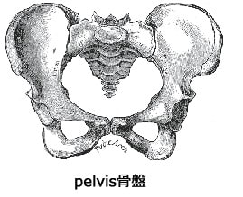背骨は左右の腸骨と真ん中の仙骨で構成されています。